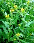  ( - MP4301)  @11 [ ] Copyright (2015) PHCDBS Paul Hebert Centre For DNA Barcoding And Biodiversity Studies