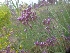  ( - MP4223)  @11 [ ] Copyright (2015) PHCDBS Paul Hebert Centre For DNA Barcoding And Biodiversity Studies