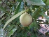  ( - MP655)  @11 [ ] Copyright (2013) PHCDBS Paul Hebert Centre for DNA Barcoding and Biodiversity Studies