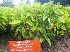  ( - MP4318)  @11 [ ] Copyright (2015) PHCDBS Paul Hebert Centre For DNA Barcoding And Biodiversity Studies