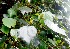  (Exbucklandia populnea - MP4213)  @11 [ ] Copyright (2015) PHCDBS Paul Hebert Centre For DNA Barcoding And Biodiversity Studies