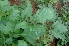  ( - MP4357)  @11 [ ] Copyright (2015) PHCDBS Paul Hebert Centre For DNA Barcoding And Biodiversity Studies
