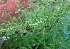  ( - MP4381)  @11 [ ] Copyright (2015) PHCDBS Paul Hebert Centre For DNA Barcoding And Biodiversity Studies