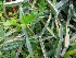  ( - MP4395)  @11 [ ] Copyright (2015) PHCDBS Paul Hebert Centre For DNA Barcoding And Biodiversity Studies