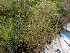  ( - MP4369)  @11 [ ] Copyright (2015) PHCDBS Paul Hebert Centre For DNA Barcoding And Biodiversity Studies