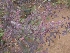  ( - MP4408)  @11 [ ] Copyright (2015) PHCDBS Paul Hebert Centre For DNA Barcoding And Biodiversity Studies