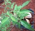  (Saraca declinata - MP4457)  @11 [ ] Copyright (2015) PHCDBS Paul Hebert Centre For DNA Barcoding And Biodiversity Studies