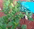  ( - MP4454)  @11 [ ] Copyright (2015) PHCDBS Paul Hebert Centre For DNA Barcoding And Biodiversity Studies