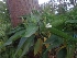  ( - MP3947)  @11 [ ] Copyright (2015) PHCDBS Paul Hebert Centre For DNA Barcoding And Biodiversity Studies