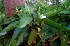  ( - MP4414)  @11 [ ] Copyright (2015) PHCDBS Paul Hebert Centre For DNA Barcoding And Biodiversity Studies