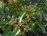  ( - MP671)  @11 [ ] Copyright (2013) PHCDBS Paul Hebert Centre for DNA Barcoding and Biodiversity Studies
