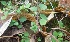  ( - MP4555)  @11 [ ] Copyright (2015) PHCDBS Paul Hebert Centre For DNA Barcoding And Biodiversity Studies