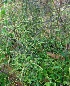  ( - MP4544)  @11 [ ] Copyright (2015) PHCDBS Paul Hebert Centre For DNA Barcoding And Biodiversity Studies