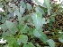  (Convolvulus sp - MP664.1)  @11 [ ] Copyright (2013) PHCDBS Paul Hebert Centre for DNA Barcoding and Biodiversity Studies