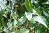  ( - MP4568)  @11 [ ] Copyright (2015) PHCDBS Paul Hebert Centre For DNA Barcoding And Biodiversity Studies