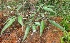  ( - MP4644)  @11 [ ] Copyright (2015) PHCDBS Paul Hebert Centre For DNA Barcoding And Biodiversity Studies