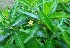  ( - MP4553)  @11 [ ] Copyright (2015) PHCDBS Paul Hebert Centre For DNA Barcoding And Biodiversity Studies