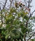  ( - MP4578)  @11 [ ] Copyright (2015) PHCDBS Paul Hebert Centre For DNA Barcoding And Biodiversity Studies