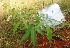  ( - MP4618)  @11 [ ] Copyright (2015) PHCDBS Paul Hebert Centre For DNA Barcoding And Biodiversity Studies