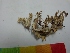 ( - MP841)  @11 [ ] Copyright (2013) PHCDBS Paul Hebert Centre for DNA Barcoding and Biodiversity Studies