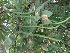  ( - MP879)  @11 [ ] Copyright (2013) PHCDBS Paul Hebert Centre for DNA Barcoding and Biodiversity Studies