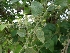  ( - MP881)  @11 [ ] Copyright (2013) PHCDBS Paul Hebert Centre for DNA Barcoding and Biodiversity Studies