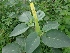  (Datura inoxia - MP882)  @11 [ ] Copyright (2013) PHCDBS Paul Hebert Centre for DNA Barcoding and Biodiversity Studies