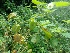  ( - MP886)  @11 [ ] Copyright (2013) PHCDBS Paul Hebert Centre for DNA Barcoding and Biodiversity Studies