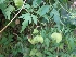  ( - MP917)  @11 [ ] Copyright (2013) PHCDBS Paul Hebert Centre for DNA Barcoding and Biodiversity Studies