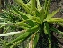  ( - MP937.1)  @11 [ ] Copyright (2014) G.D. Khedkar Paul Hebert Centre For DNA Barcoding And Biodiversity Studies