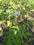  ( - MP338)  @11 [ ] Copyright (2014) G D Khedkar Paul Hebert Centre For DNA Barcoding And Biodiversity Studies