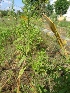  ( - MP942)  @11 [ ] Copyright (2013) PHCDBS Paul Hebert Centre for DNA Barcoding and Biodiversity Studies