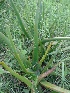  (Aloe bulbillifera - MP956)  @11 [ ] Copyright (2013) PHCDBS Paul Hebert Centre for DNA Barcoding and Biodiversity Studies