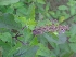  ( - MP962)  @11 [ ] Copyright (2013) PHCDBS Paul Hebert Centre for DNA Barcoding and Biodiversity Studies