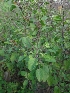  ( - MP965)  @11 [ ] Copyright (2013) PHCDBS Paul Hebert Centre for DNA Barcoding and Biodiversity Studies