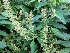  (Ocimum viride - MP369)  @11 [ ] Copyright (2014) G D Khedkar Paul Hebert Centre For DNA Barcoding And Biodiversity Studies