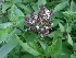  ( - MP972)  @11 [ ] Copyright (2013) PHCDBS Paul Hebert Centre for DNA Barcoding and Biodiversity Studies