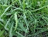  ( - MP980)  @11 [ ] Copyright (2013) PHCDBS Paul Hebert Centre for DNA Barcoding and Biodiversity Studies