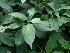  ( - MP992)  @11 [ ] Copyright (2013) PHCDBS Paul Hebert Centre for DNA Barcoding and Biodiversity Studies