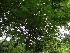  (Bursera tomentosa - MP270)  @11 [ ] Copyright (2013) PHCDBS Paul Hebert Centre for DNA Barcoding and Biodiversity Studies
