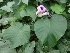  ( - MP1032)  @11 [ ] Copyright (2013) PHCDBS Paul Hebert Centre for DNA Barcoding and Biodiversity Studies