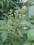  (Ocimum tenuiflorum - MP1033)  @11 [ ] Copyright (2013) PHCDBS Paul Hebert Centre for DNA Barcoding and Biodiversity Studies