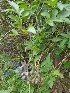  ( - MP1091.1)  @11 [ ] Copyright (2013) PHCDBS Paul Hebert Centre for DNA Barcoding and Biodiversity Studies