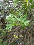  (Solanum lyratum - MP1092)  @11 [ ] Copyright (2013) PHCDBS Paul Hebert Centre for DNA Barcoding and Biodiversity Studies