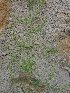  ( - MP1099)  @11 [ ] Copyright (2013) PHCDBS Paul Hebert Centre for DNA Barcoding and Biodiversity Studies