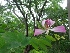  ( - MP1147.1)  @11 [ ] Copyright (2013) PHCDBS Paul Hebert Centre for DNA Barcoding and Biodiversity Studies