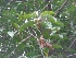  ( - MP1148)  @11 [ ] Copyright (2013) PHCDBS Paul Hebert Centre for DNA Barcoding and Biodiversity Studies