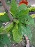  ( - MP1153)  @11 [ ] Copyright (2013) PHCDBS Paul Hebert Centre for DNA Barcoding and Biodiversity Studies