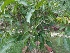  ( - MP1161)  @11 [ ] Copyright (2013) PHCDBS Paul Hebert Centre for DNA Barcoding and Biodiversity Studies