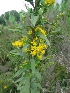  (Solidago rigida - MP1206)  @11 [ ] Copyright (2013) PHCDBS Paul Hebert Centre for DNA Barcoding and Biodiversity Studies